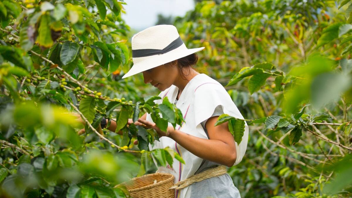 Nariño, llevando café hasta el espacio