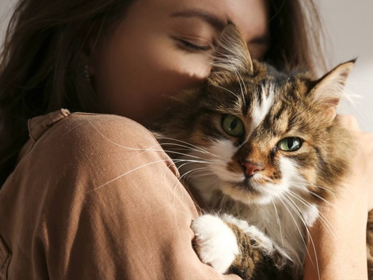 ¿Interesado en adoptar mascota en Bogotá? Conozca los requisitos del Distrito