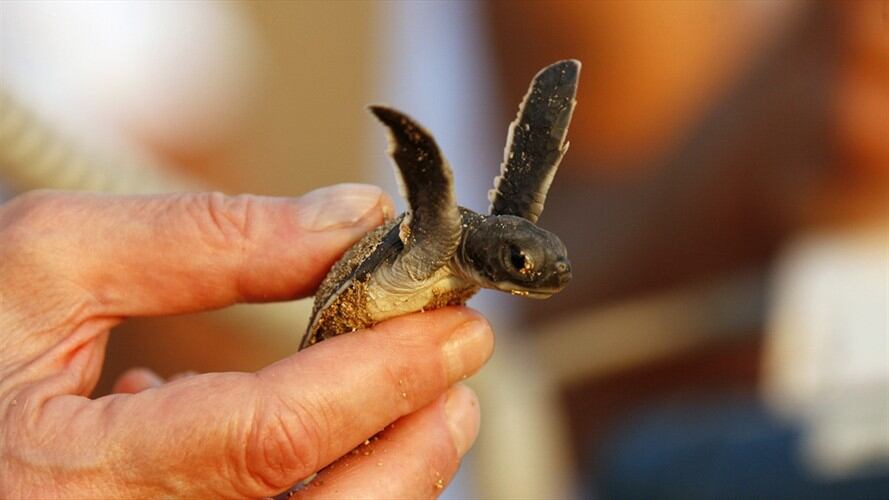 Mujer terminó en urgencias por tener una tortuga dentro de sus partes íntimas. Foto: Getty Images
