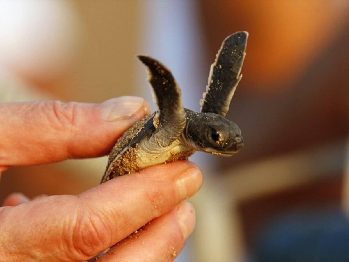 Mujer terminó en urgencias por tener una tortuga dentro de sus partes íntimas