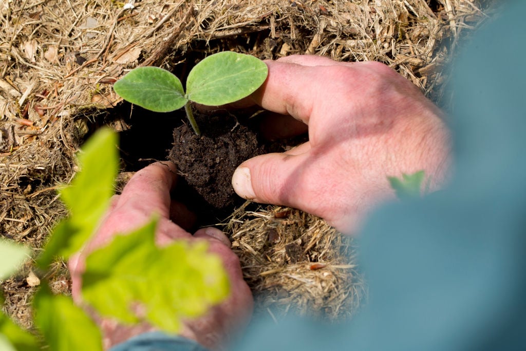 Compostaje Humano. (Photo by: Andia/ Universal Images Group via Getty Images)