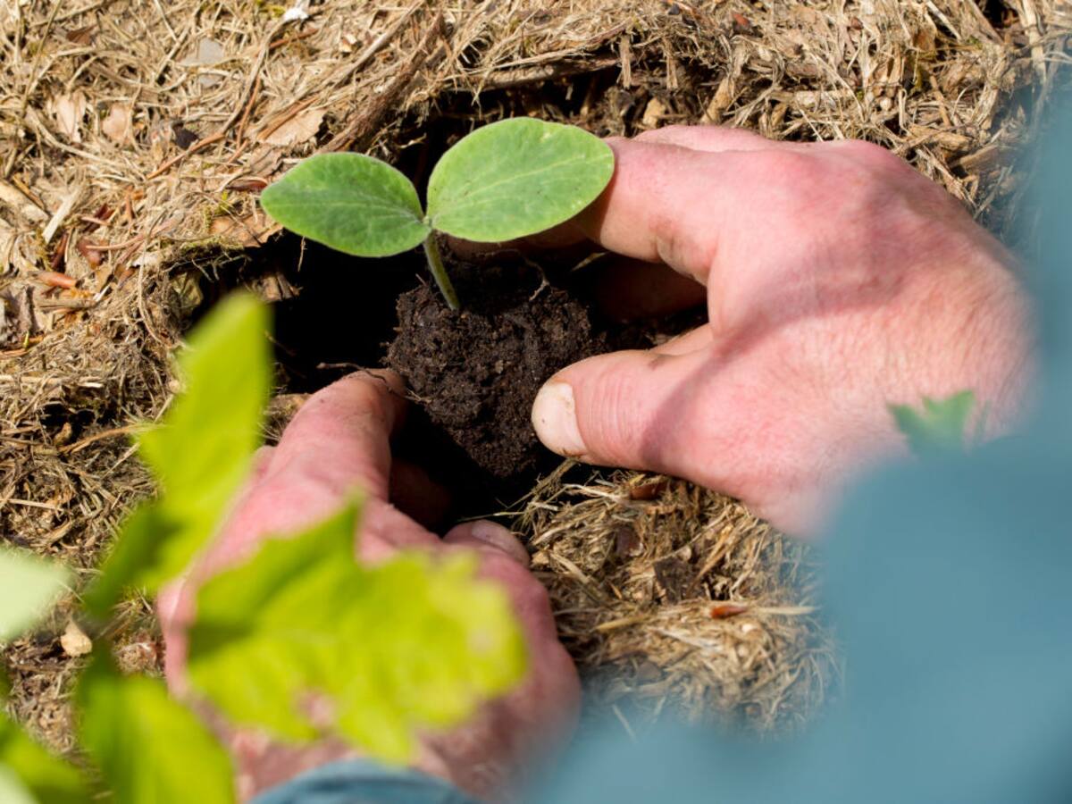 Se aprobó la ley que permitirá el compostaje humano en California desde 2027