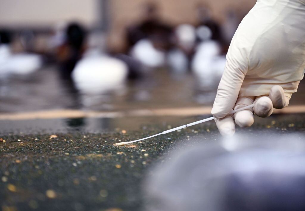 PRODUCTION - 14 March 2022, Baden-Wuerttemberg, Karlsruhe: At the Karlsruhe Zoo, fecal samples are being taken from a detached ornamental duck bird group that is not infected with avian influenza. Avian influenza, a highly contagious form of bird flu, was detected at Karlsruhe Zoo in early February.      (to dpa ""Unprecedented scale" - How a zoo manages bird flu") Photo: Uli Deck/dpa (Photo by Uli Deck/picture alliance via Getty Images)