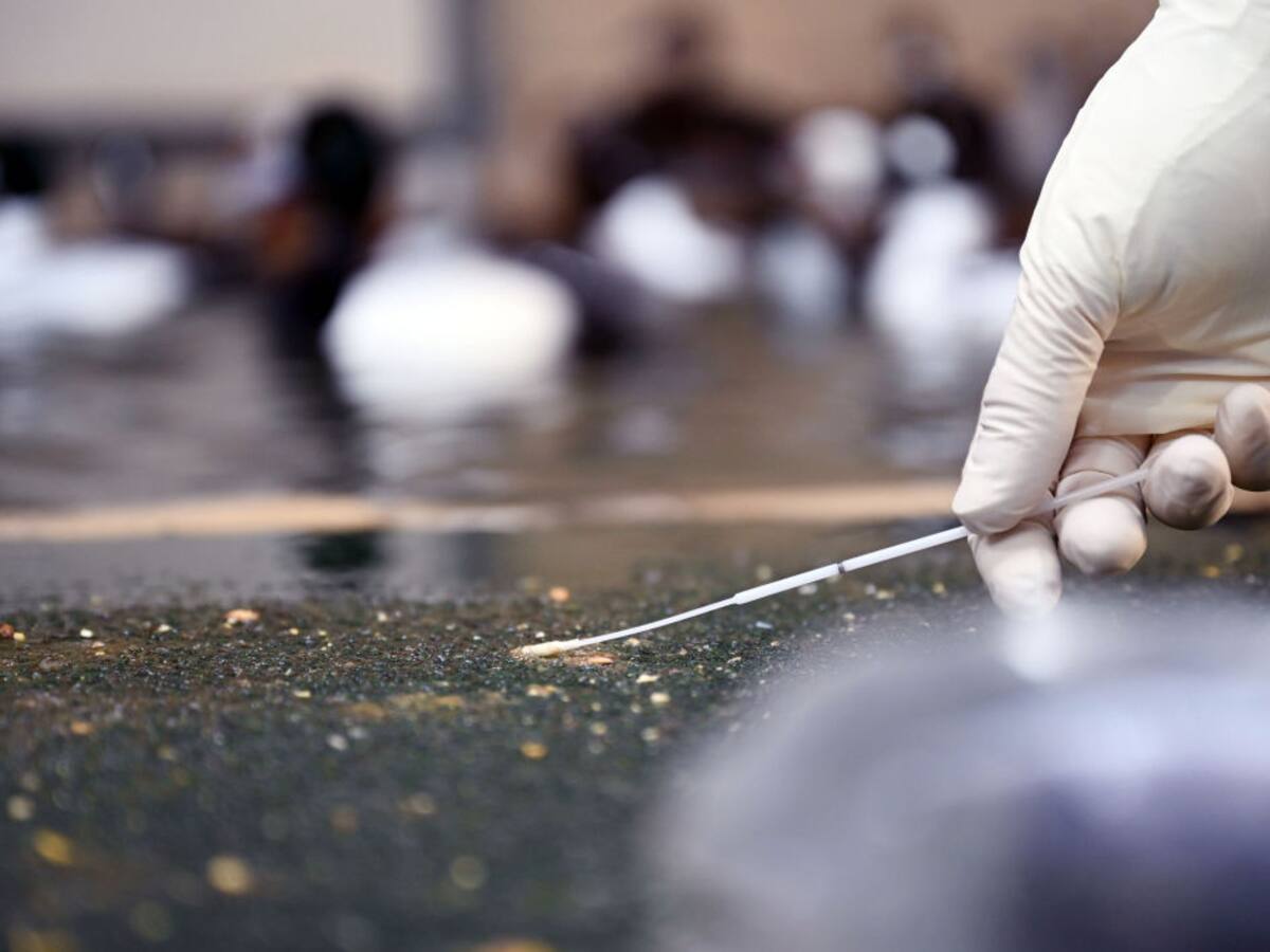 Más de 55.000 aves y casi 600 lobos marinos han muerto en Perú por la Gripe Aviar