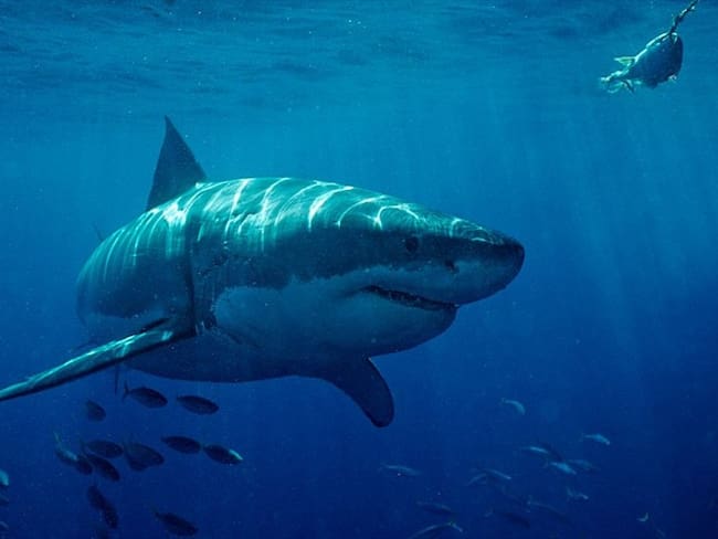 El tema de los tiburones es que muchos están en vía de extinción, y Colombia tiene 5 de ellos, por eso es importante que se hable del tema: Alejandro Badillo, abogado . Foto: Getty Images