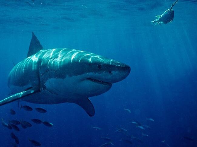 El tema de los tiburones es que muchos están en vía de extinción, y Colombia tiene 5 de ellos, por eso es importante que se hable del tema: Alejandro Badillo, abogado . Foto: Getty Images