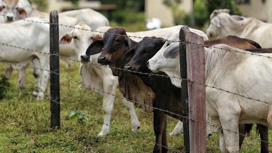 Imagen de referencia. Foto: Colprensa - Camila Díaz