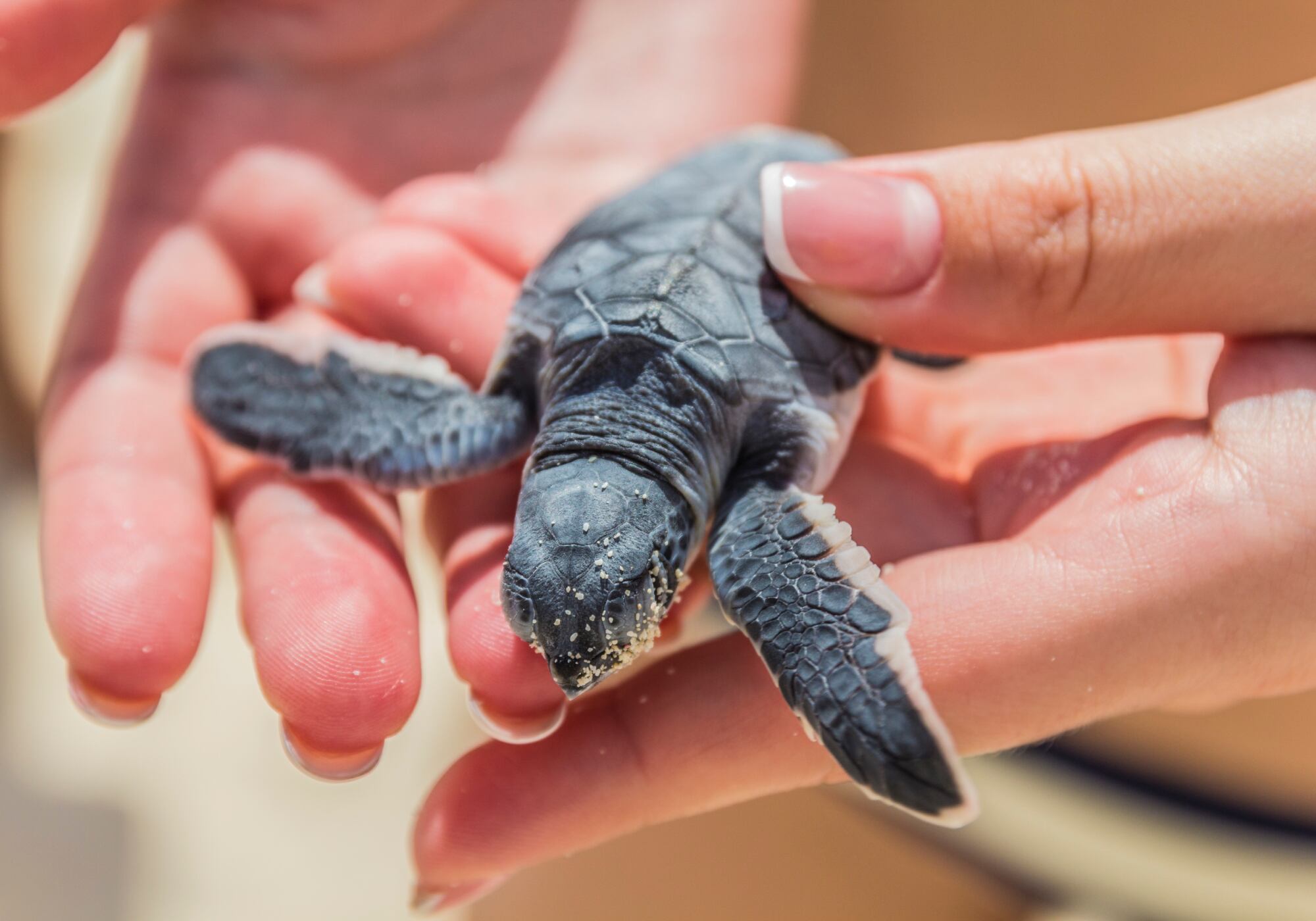 Tortuga marina | Foto: GettyImages