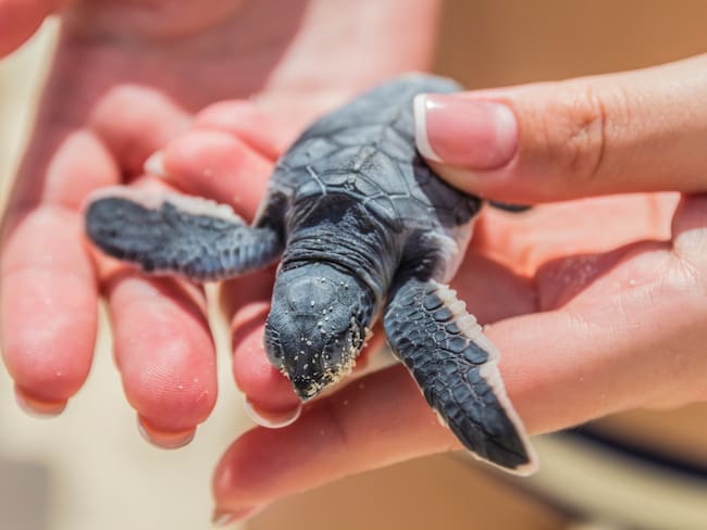 Tortuga marina | Foto: GettyImages