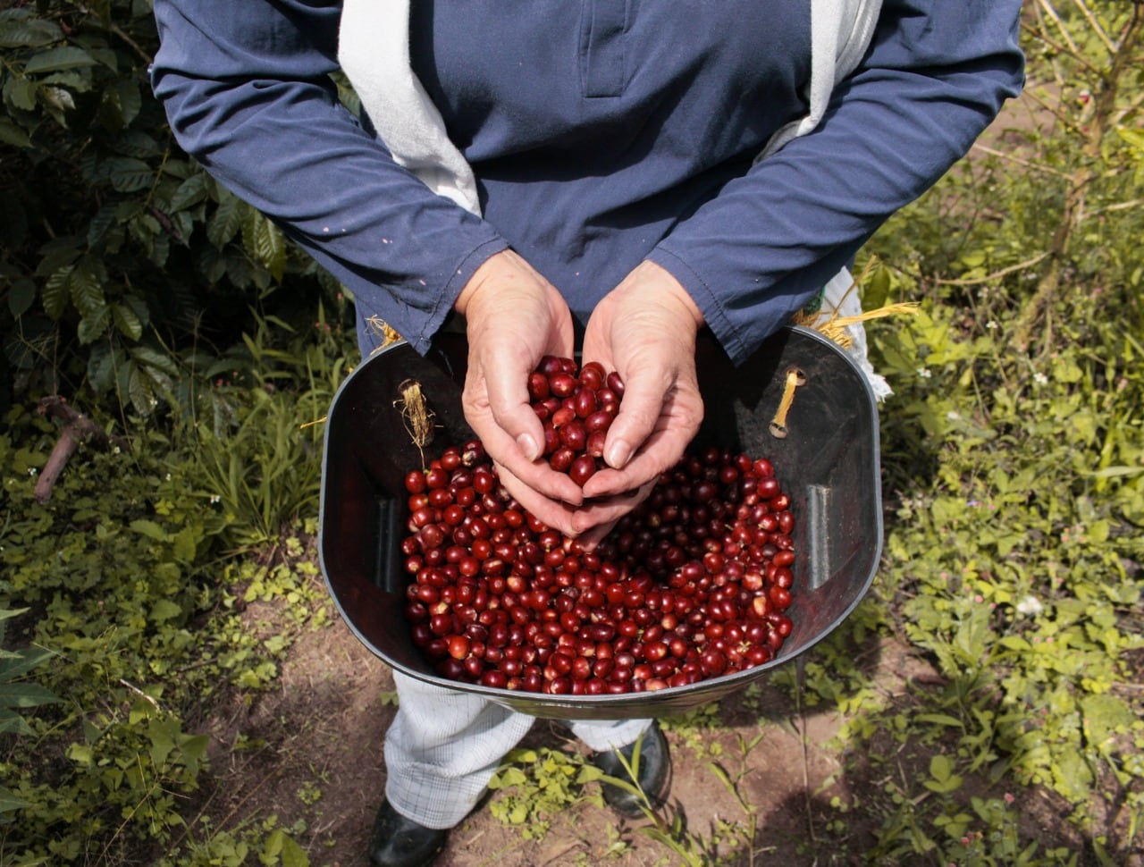 Foto archivo: Día Nacional del Café. Foto: Cortesía Ángeles Gonzáles