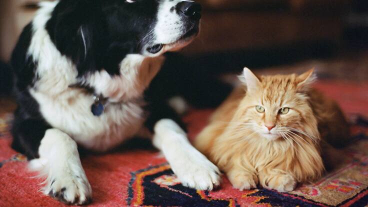 Proyecto de Ley busca reducir índices de maltrato y abandono animal en Colombia: ¿cómo es?