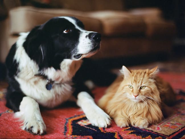 La firma Cifras y Conceptos lanza estudio sobre tenencia y cuidado de mascotas