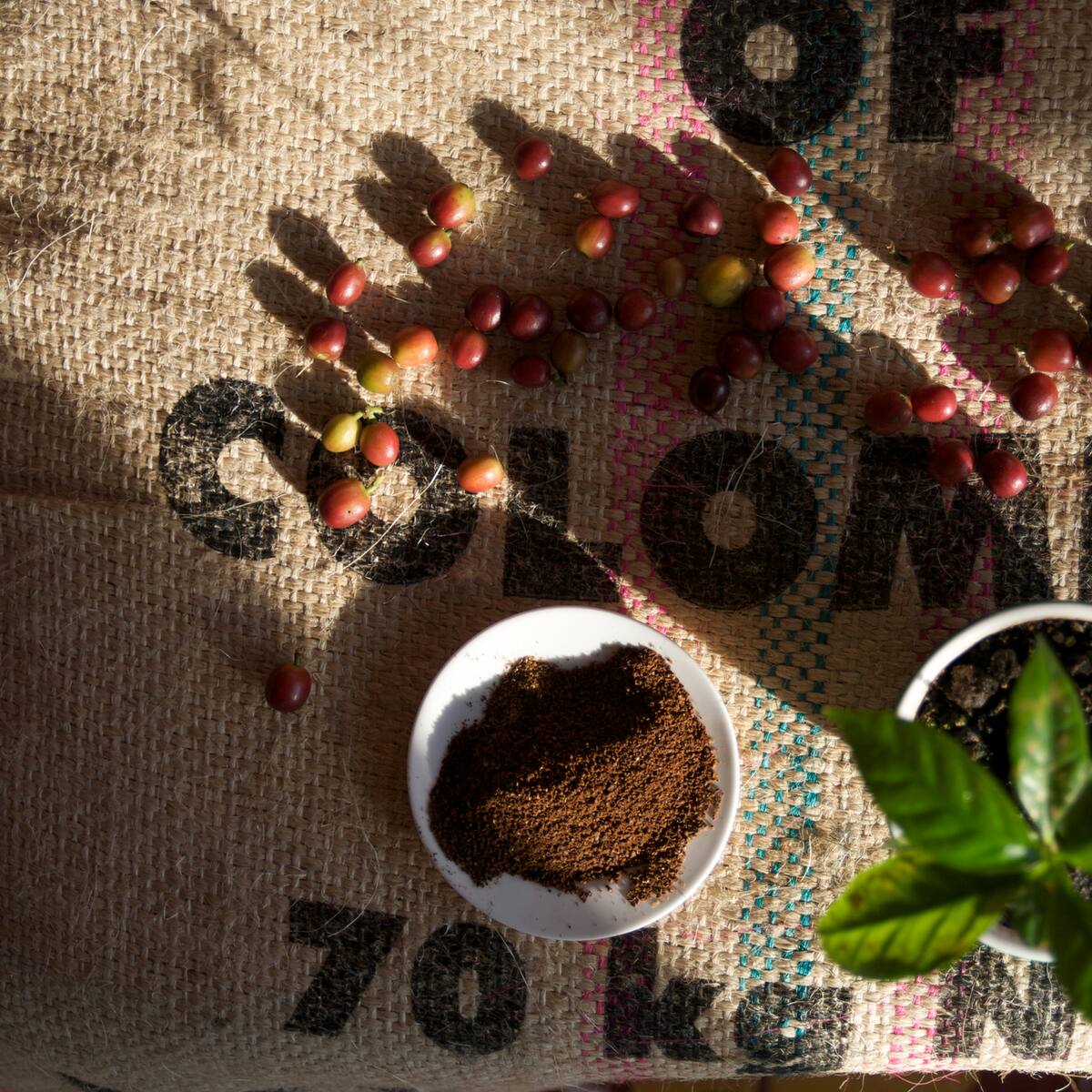 Crisis en cooperativas de café por ventas a futuro: “fue un mal negocio”, advierte Supersolidaria