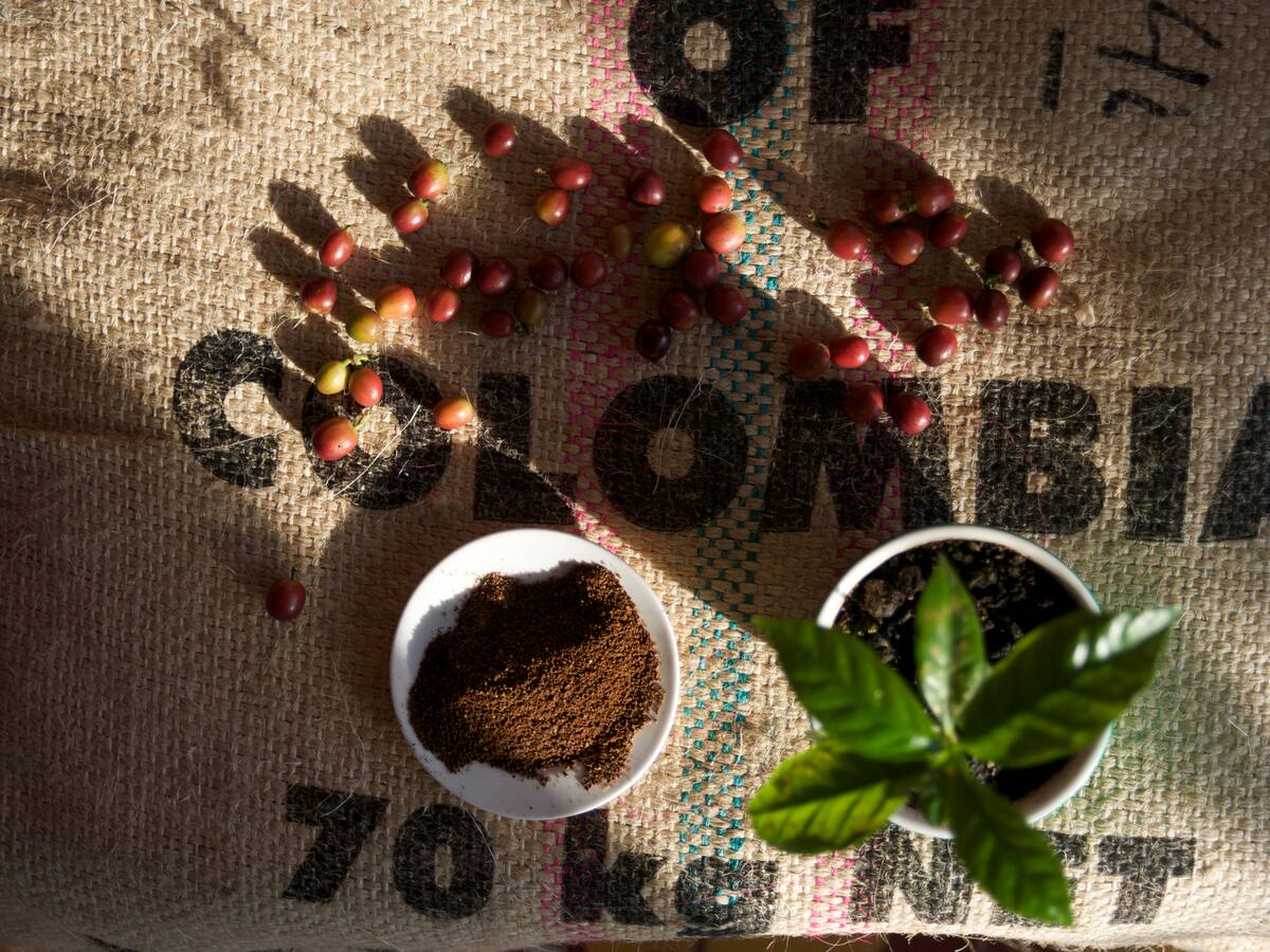 Exportadores de café se pronuncian tras aranceles de Trump: “Podría traer oportunidades importantes”