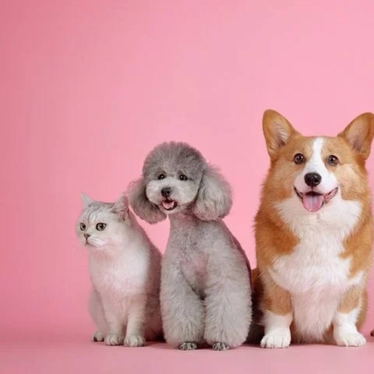 ¿Viajar sin mi mascota?: prepárese para que esté tranquilo en sus vacaciones