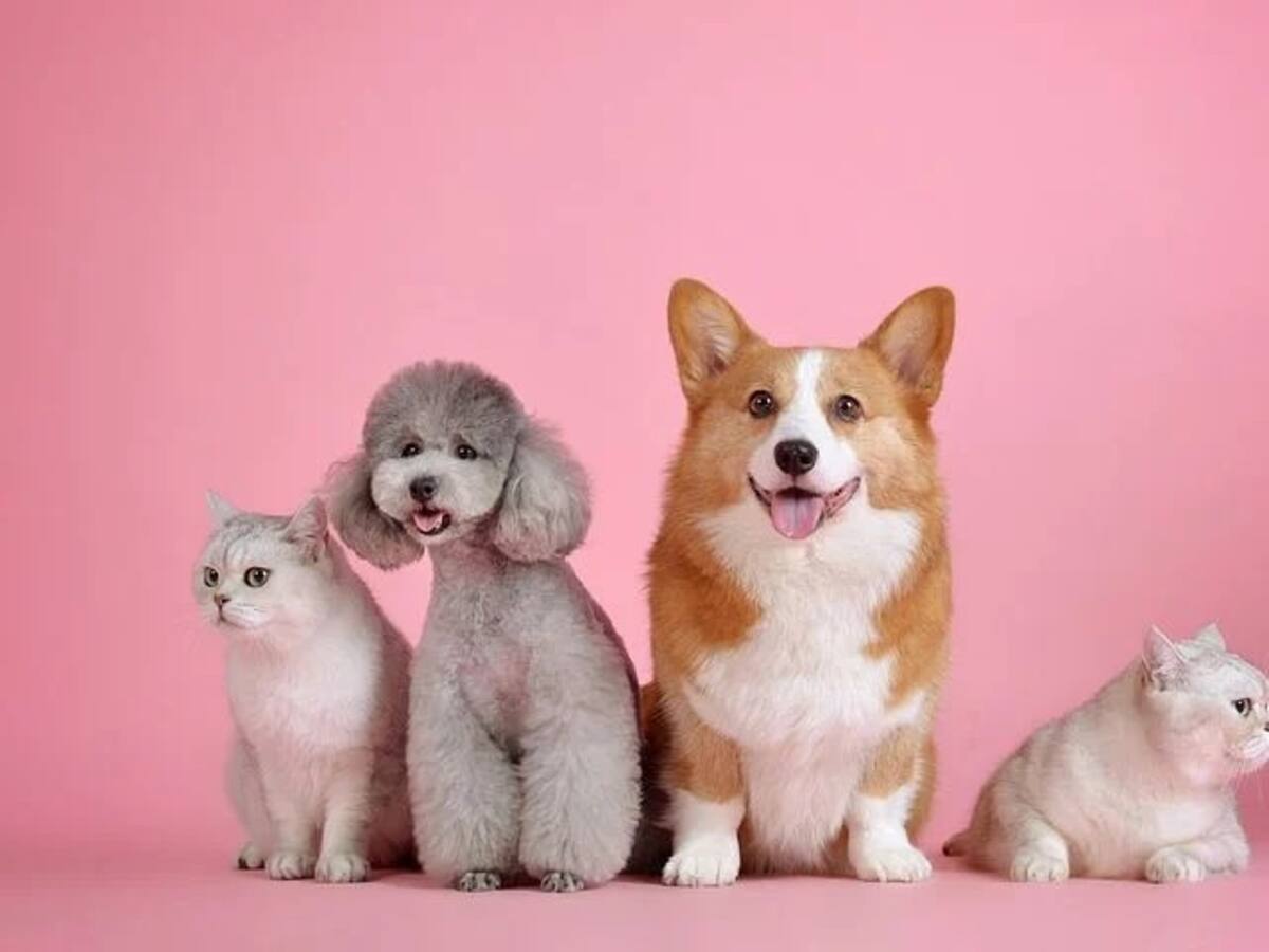 ¿Viajar sin mi mascota?: prepárese para que esté tranquilo en sus vacaciones