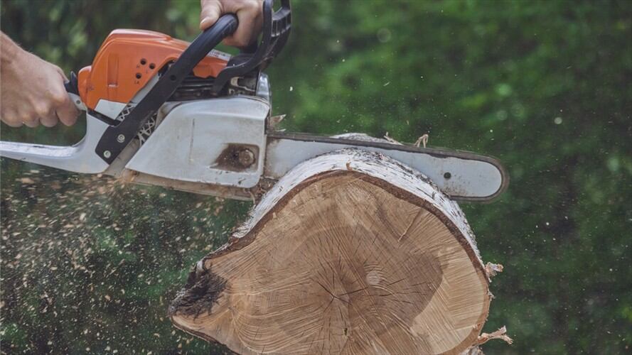 En Bogotá se talarán 50 árboles para ampliar 15 estaciones de Transmilenio. Foto: Getty Images