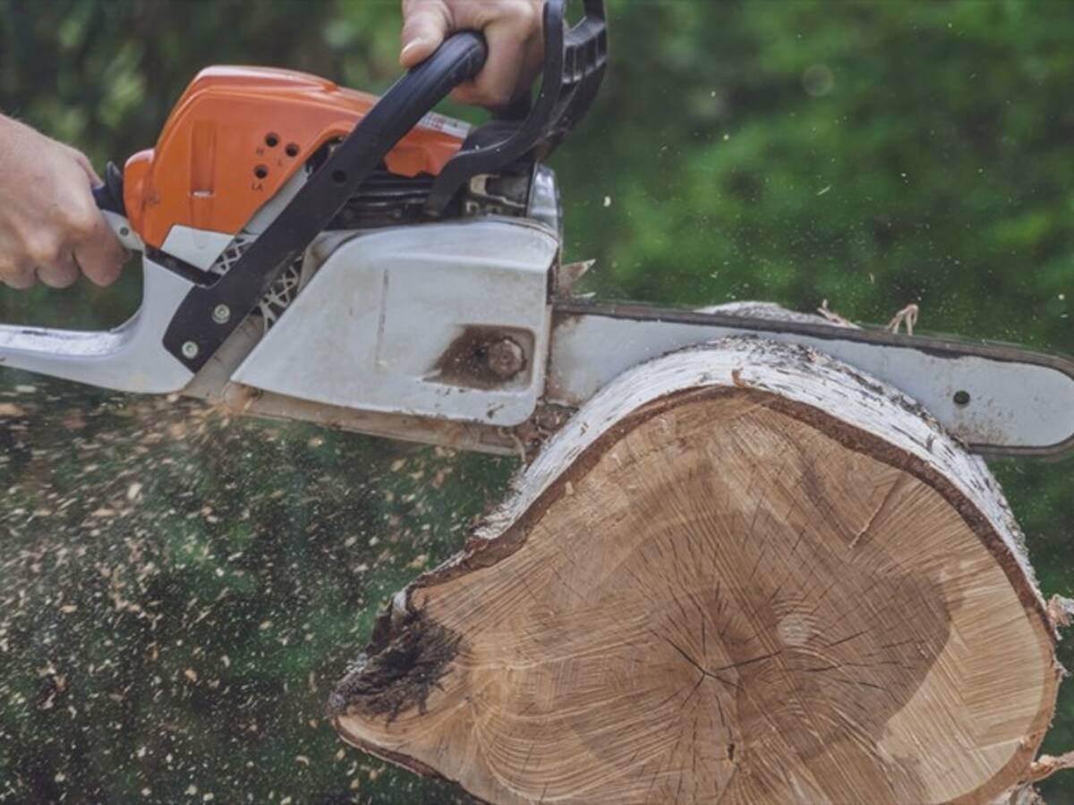 En Bogotá se talarán 50 árboles para ampliar 15 estaciones de Transmilenio