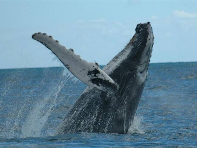 ‘Expedición Tribugá’, un documental que muestra la belleza del golfo colombiano