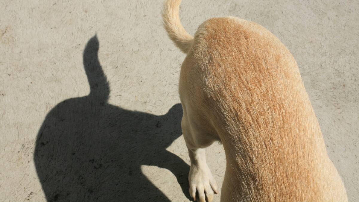 “Sin cobijas ni cama”: alertan maltrato a los perros de seguridad en el CC Unicentro