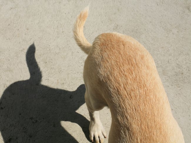 “Sin cobijas ni cama”: alertan maltrato a los perros de seguridad en el CC Unicentro