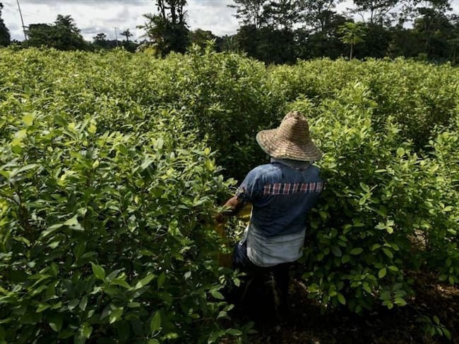 Los pequeños productores agropecuarios generan el 70% de los alimentos del país. Foto: Getty Images