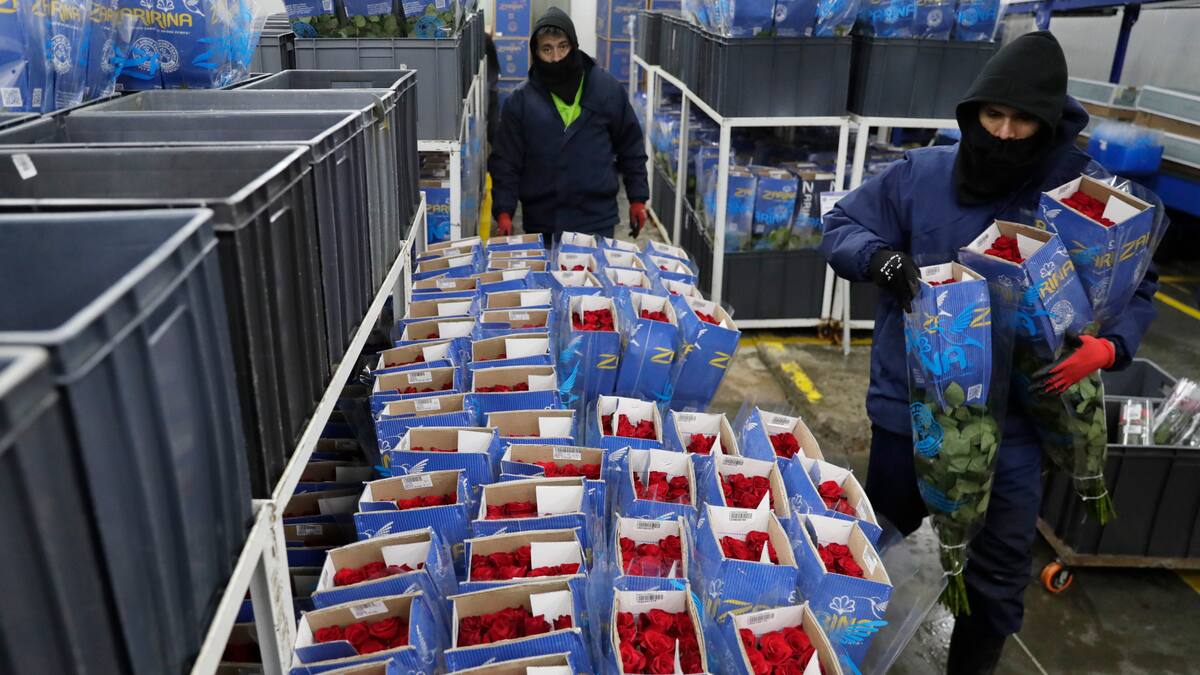 Colombia exportó más de 60.000 toneladas de flores en San Valentín