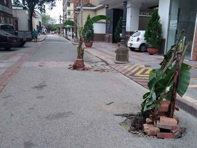 En la carrera 26 entre calles 32 y 33 fueron sembradas matas de plátano en los huecos que hay en la malla vial. Foto: Alejandra Rodríguez (W Radio)