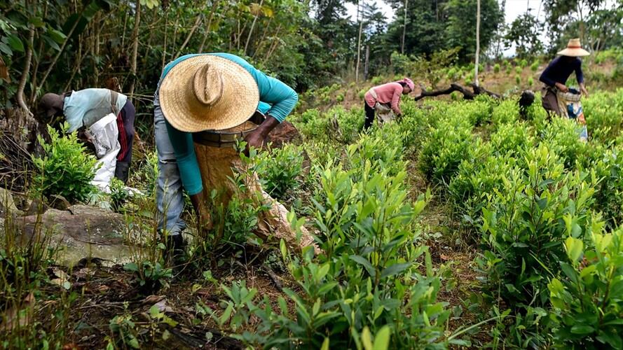 Cultivos ilícitos. Foto: Getty