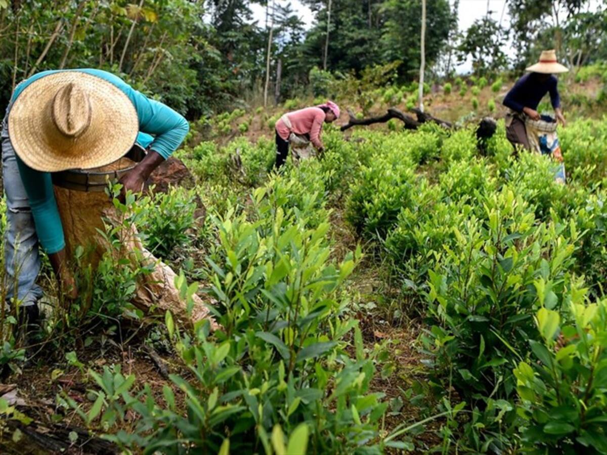 Oposición pide verificación del problema de drogas en el acuerdo de paz