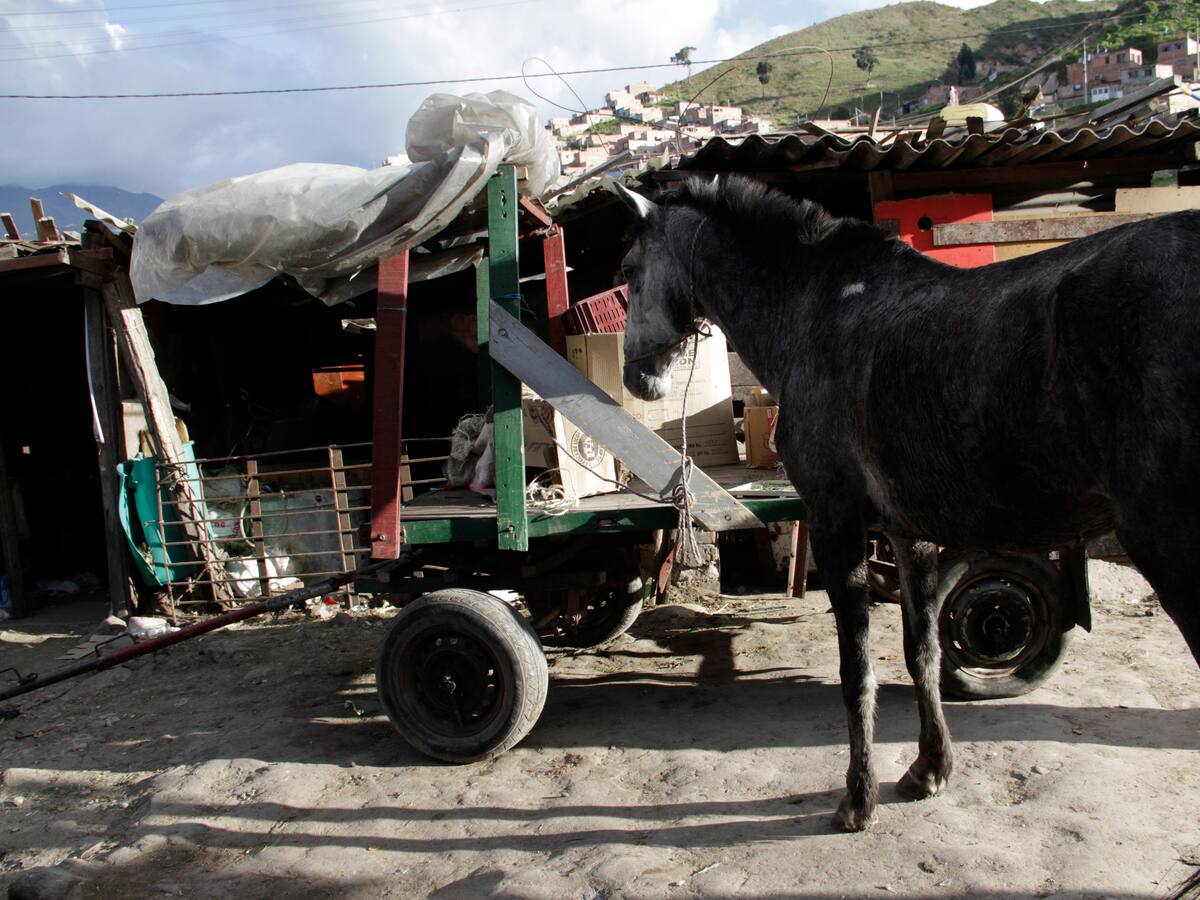 Así avanza la sustitución de vehículos de tracción animal en Cundinamarca
