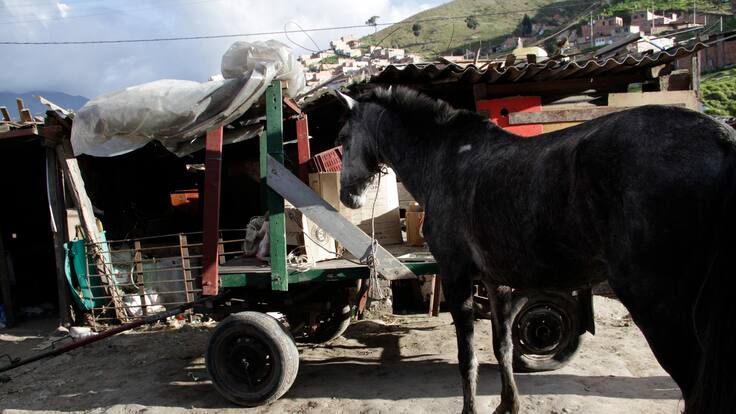 Así avanza la sustitución de vehículos de tracción animal en Cundinamarca