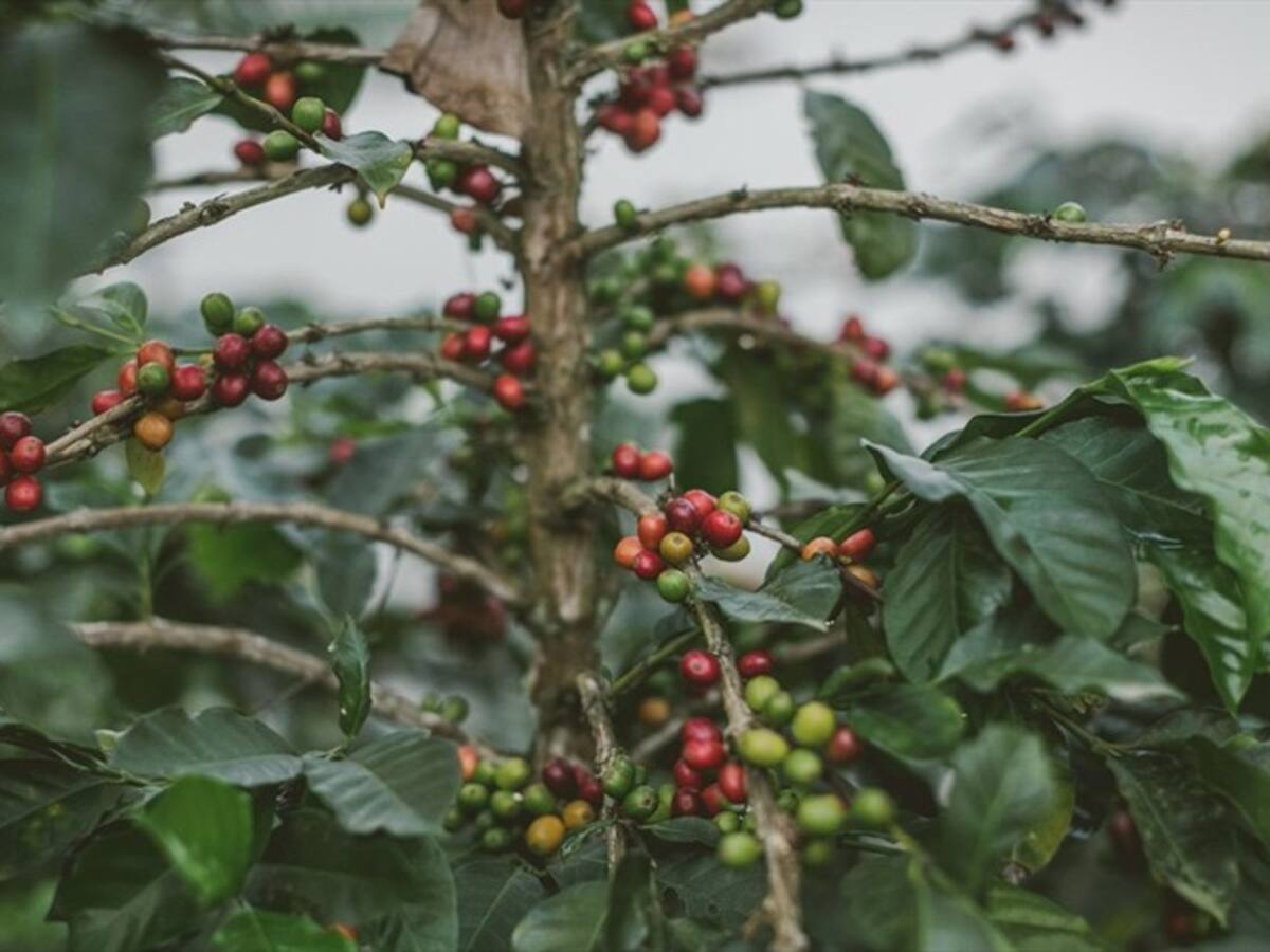 La Universidad del Cauca le apuesta a la caficultura de una manera pedagógica