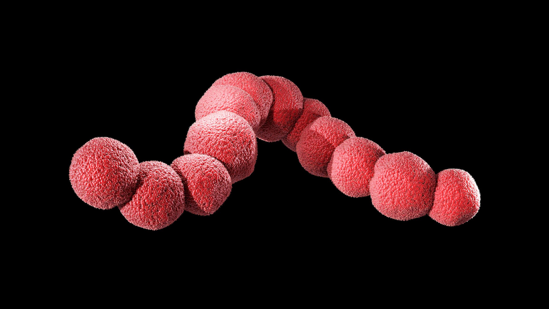 Ilustración de la bacteria streptococcus imagen de referencia. Foto: Getty Images.