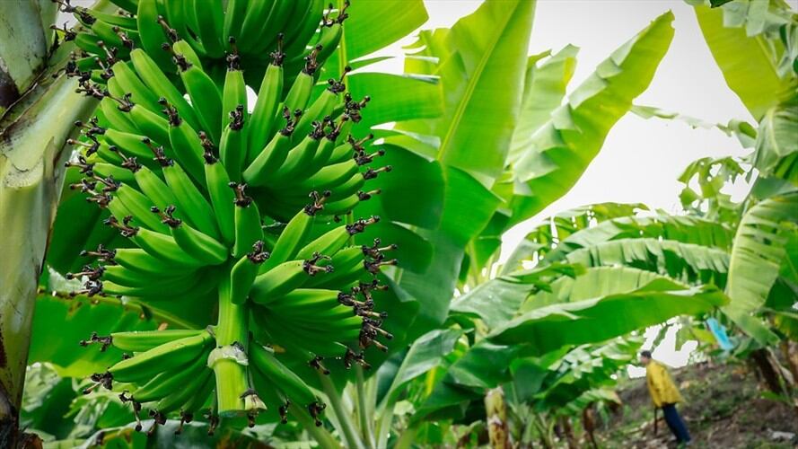 Se confirmó que hongo que ataca plantaciones de banano se encuentra en Colombia. Foto: Colprensa