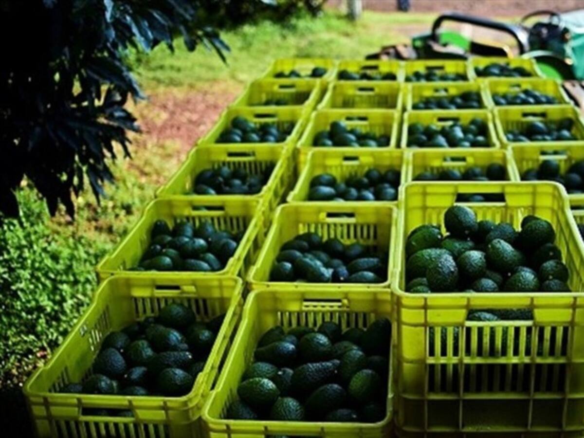Minagricultura e ICA agilizan trámite para exportación de aguacates hass a EE.UU.