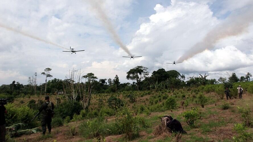 El 55% de colombianos está en desacuerdo con el uso del glifosato para la erradicación de cultivos ilícitos. Foto: Colprensa