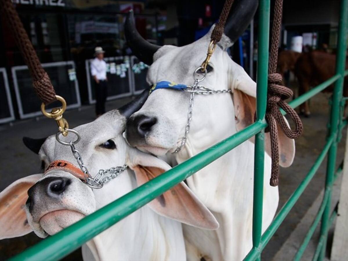 Sacrifican primeros bovinos por fiebre aftosa en Cúcuta
