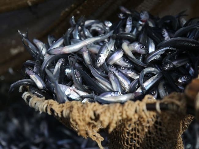 Los delincuentes interceptaron a los pescadores en lanchas rápidas, los despojaron de los equipos de navegación y comunicación, y procedieron a robarlos. Foto: Getty Images