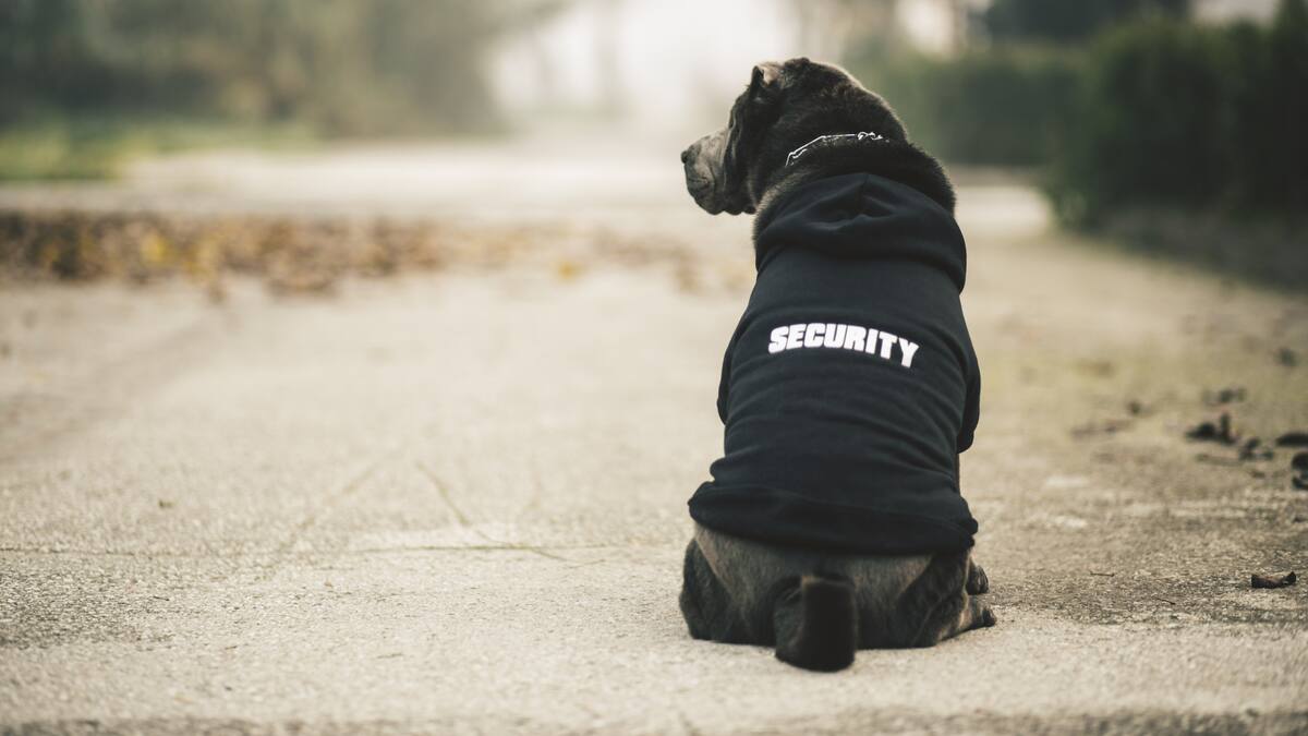 Perros guardianes: el debate entre el maltrato y seguridad