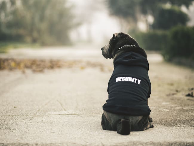 Perros guardianes: el debate entre el maltrato y seguridad