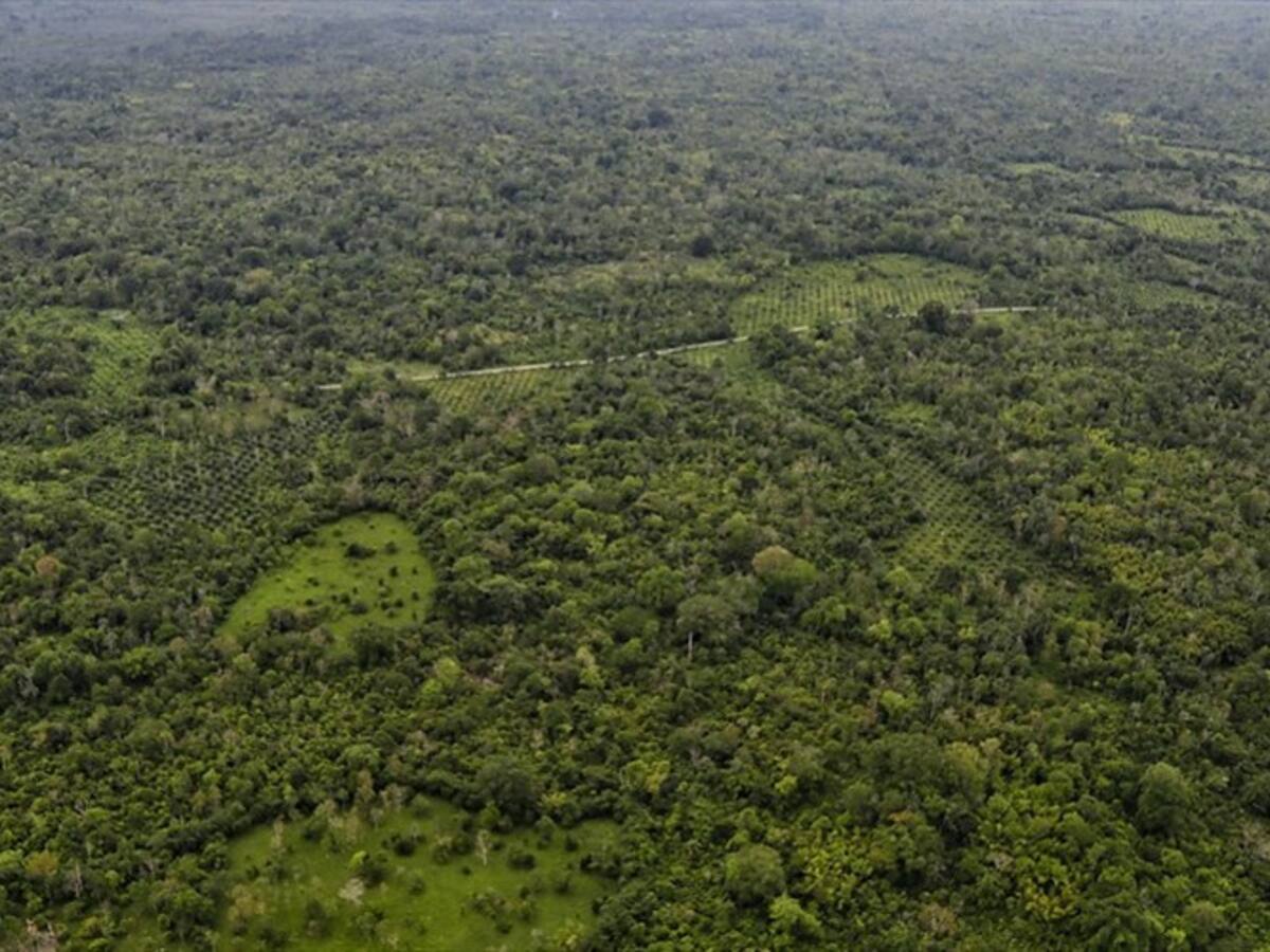 Avanzan desconexiones de energía ilegal en zonas con marihuana en Cauca