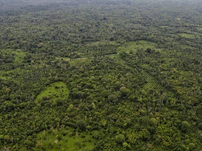 Iniciaron trabajos para quitar energía en zonas con cultivos ilícitos en Cauca. Foto: Colprensa
