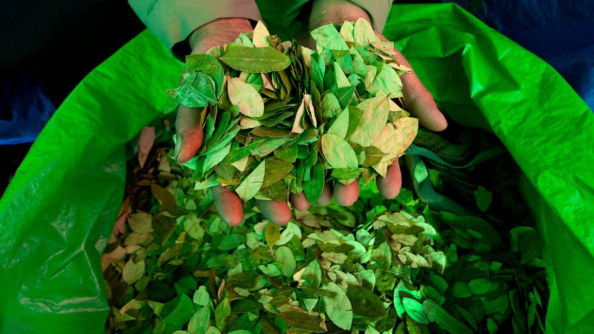 “Confunden la hoja de coca con la cocaína”: Fabiola Piñacué, fundadora de Coca Nasa
