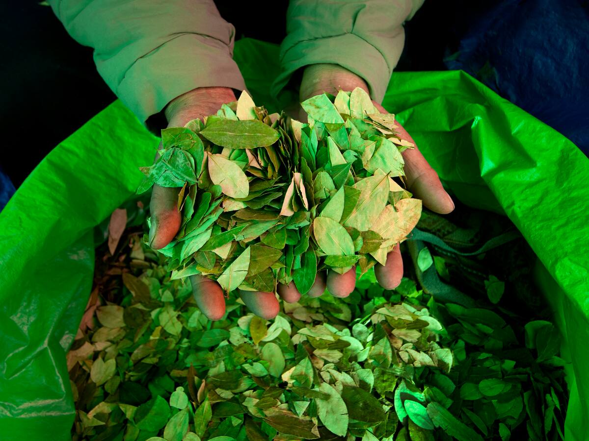 ¿Debe volver o no la fumigación con glifosato?