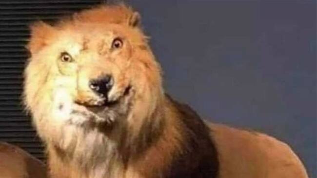 Fortaleza no aguantó y se burló de Santa Fe en Twitter. Foto: Twitter: @FortalezaCEIF