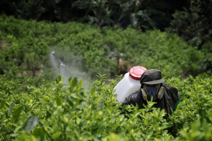 Cultivos de coca en Colombia. Foto: Colprensa.