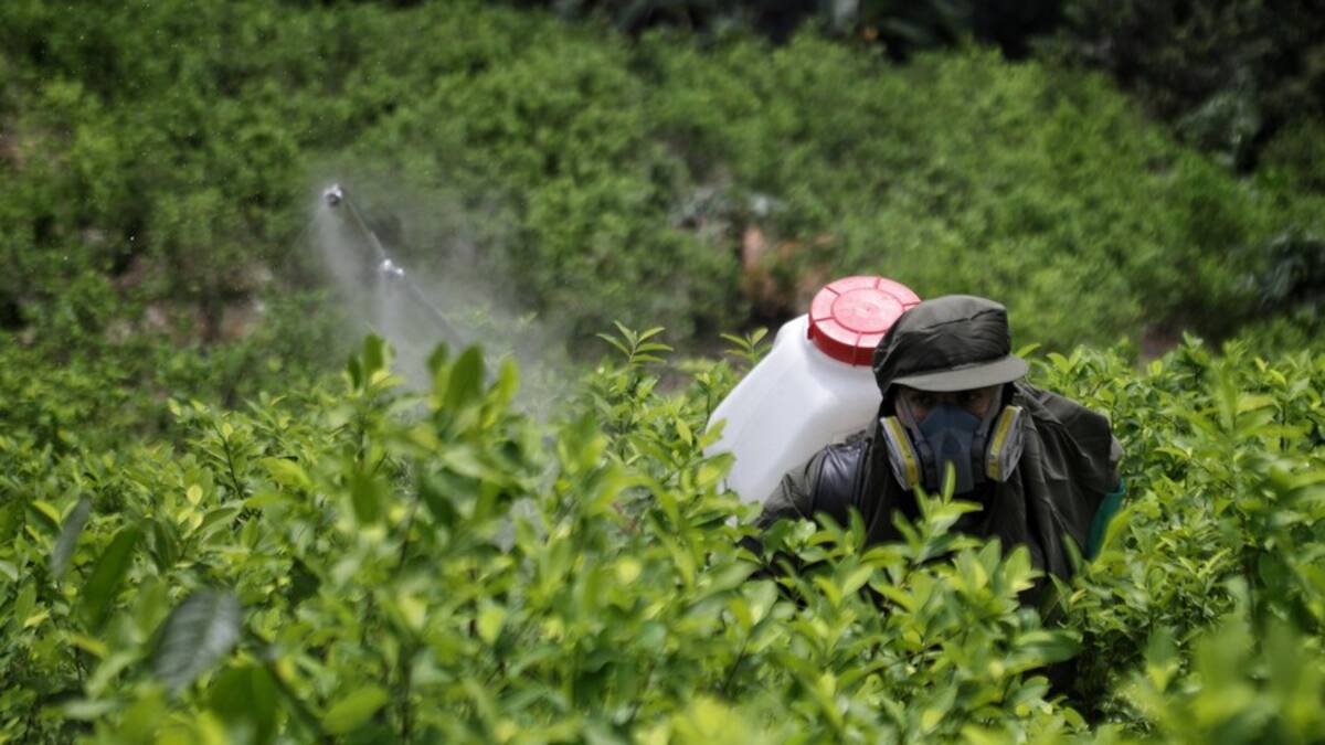 Gobierno alerta por estafadores que suplantan al DNP en la compra de cultivos de coca