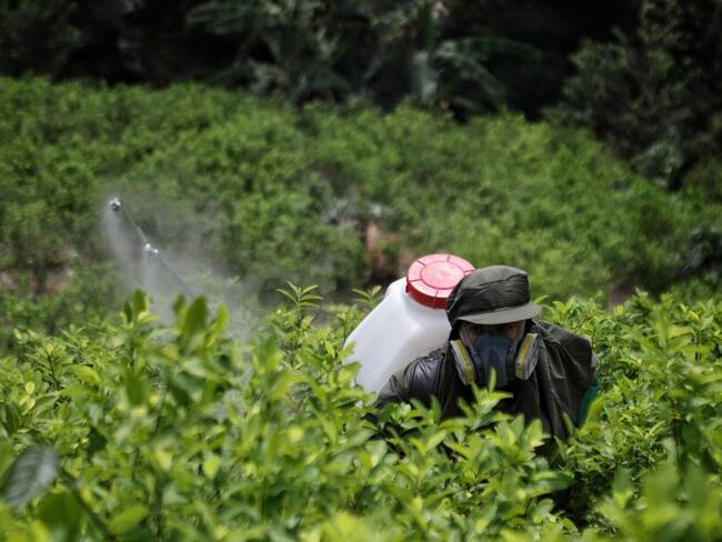 Cultivos de coca en Colombia. Foto: Colprensa.