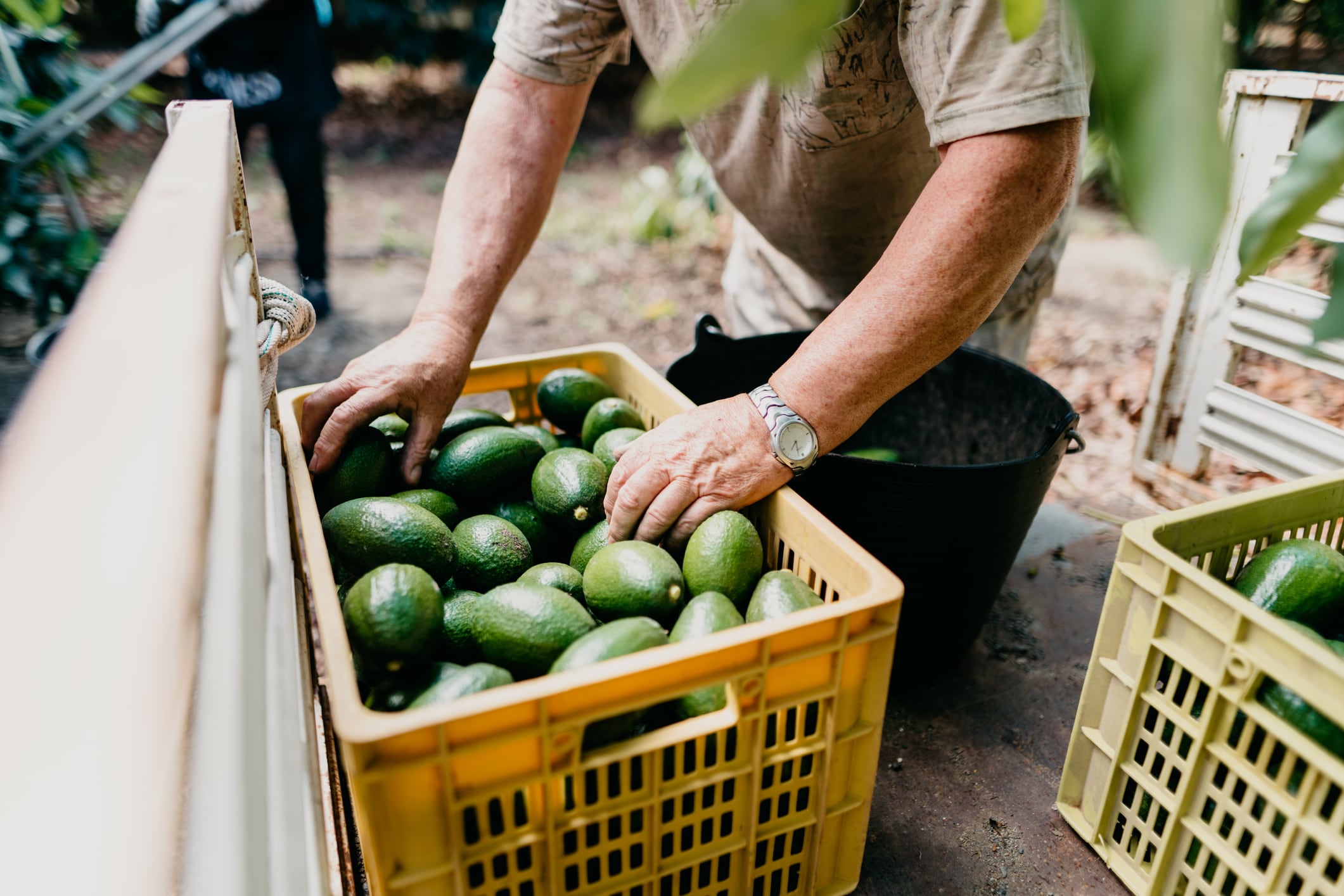 Las preocupaciones de comerciantes colombianos de aguacate y plátano ante aranceles de Trump